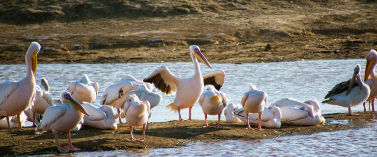 1 Day Lake Nakuru National Park