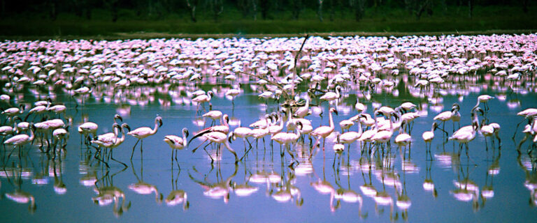 2 Days_ Lake Nakuru_ Lake Bogoria