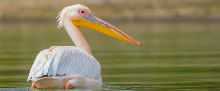 3 days lake Nakuru-Lake Naivasha