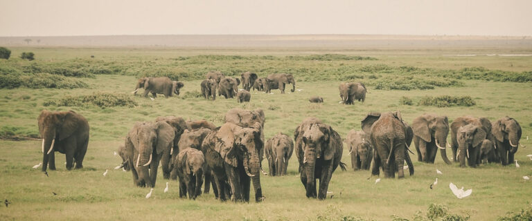 6 days nairobi nakuru amboseli