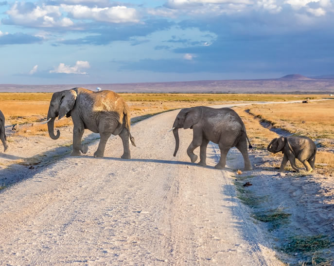 amboseli1