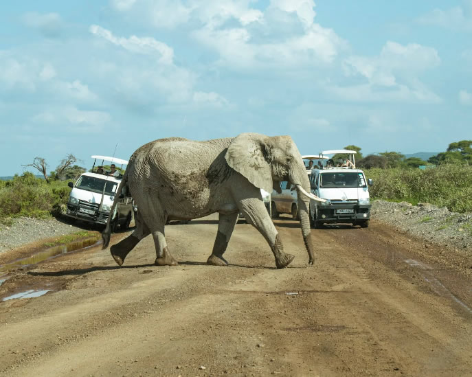 amboseli3