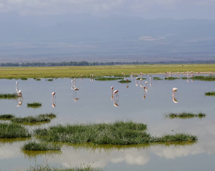 amboseli4