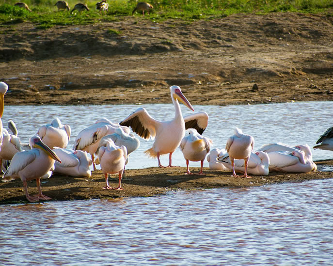 nakuru_1