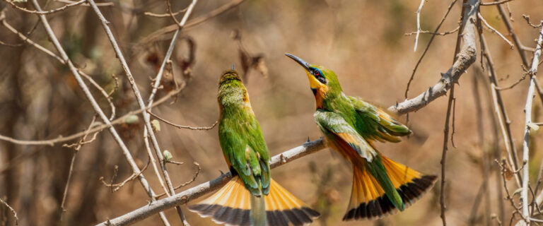 2 days L Manyara and Korongoro National Park