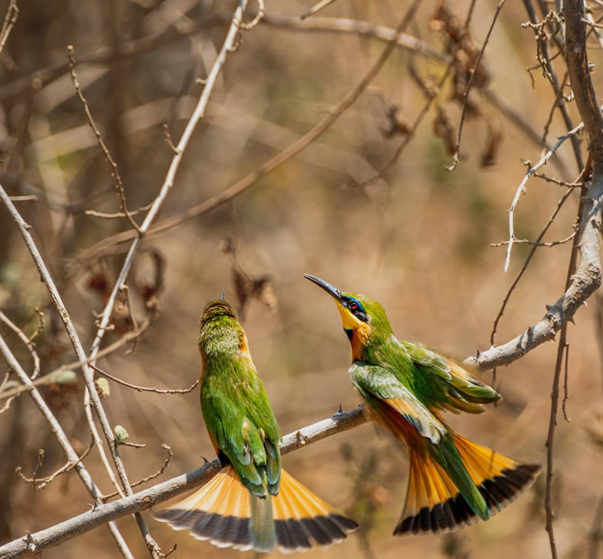 2 days L. Manyara and Korongoro National Park1