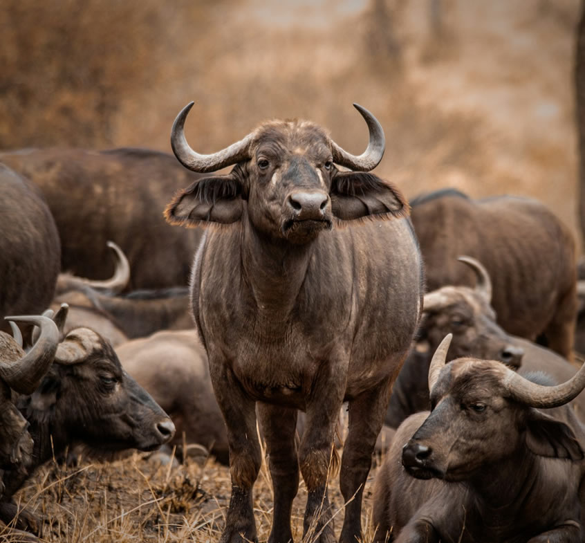 2 days L. Manyara and Korongoro National Park2