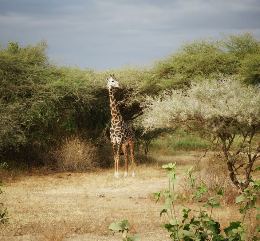 2 days L. Manyara and Korongoro National Park3