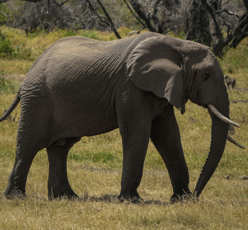 2 days L. Manyara and Korongoro National Park4