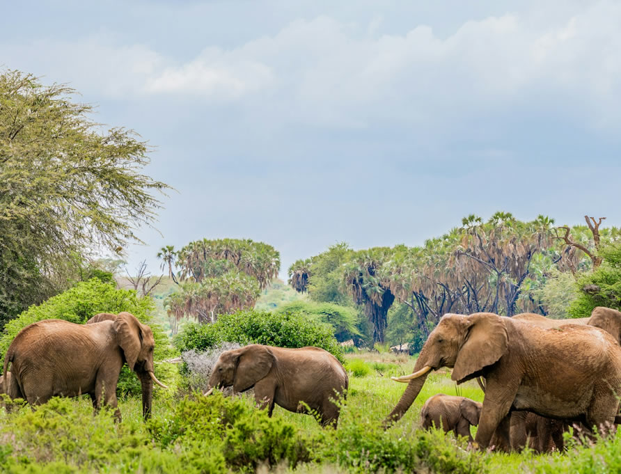 3 Days Samburu National Reserve Adventures g1