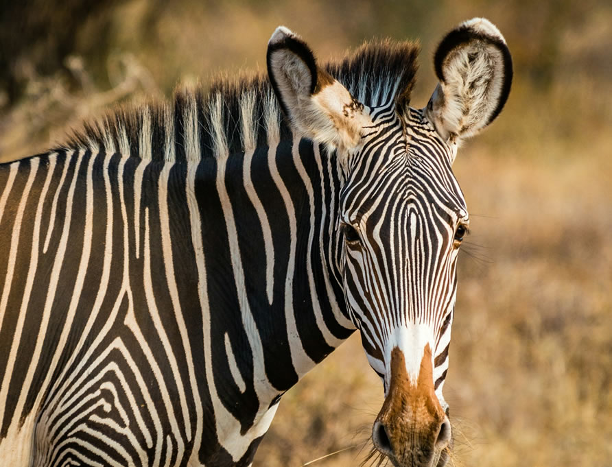 3 Days Samburu National Reserve Adventures g2