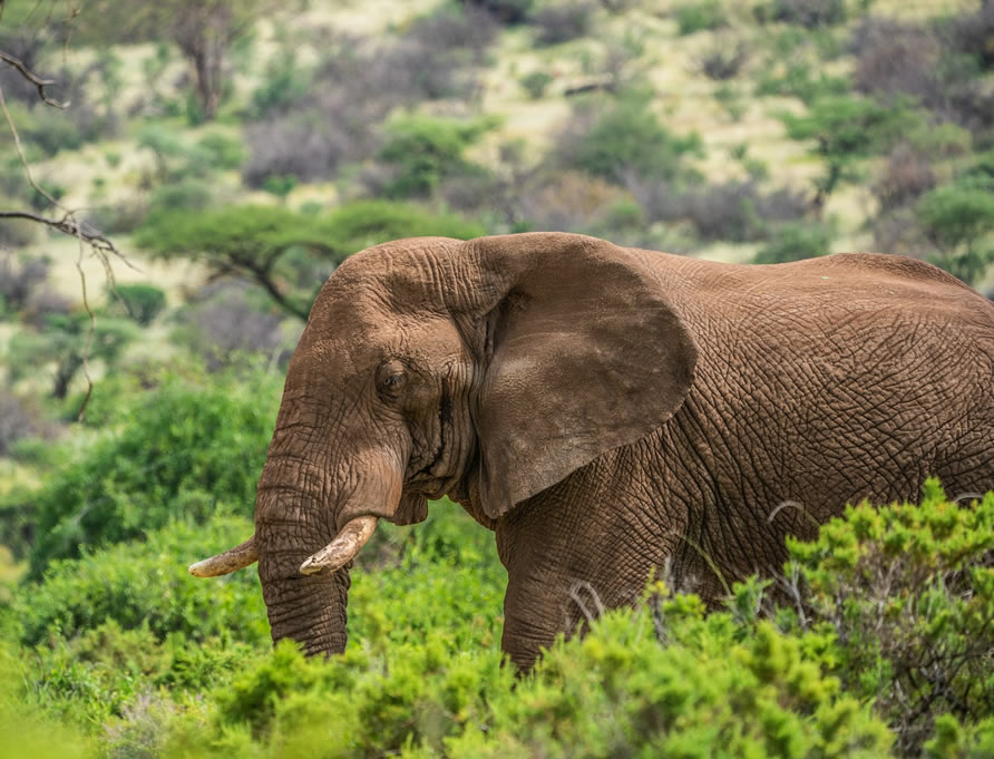 3 Days Samburu National Reserve Adventures g3