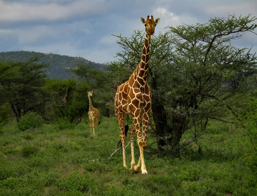 3 Days Samburu National Reserve Adventures g4