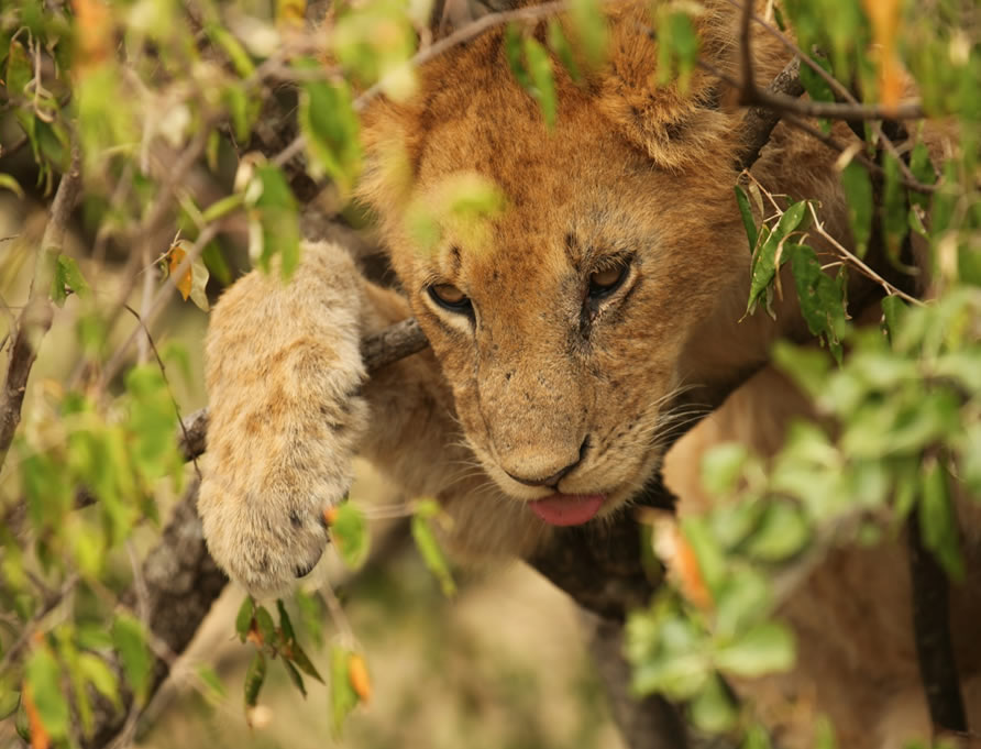 3 Days Samburu National Reserve Adventures g5