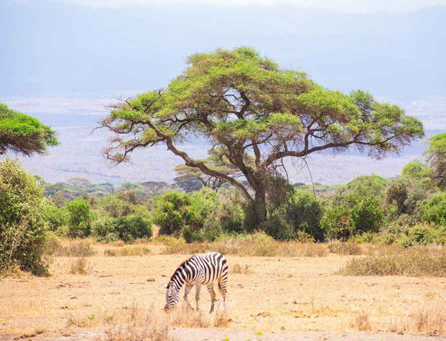 3 Days Tsavo East and Amboseli National 2