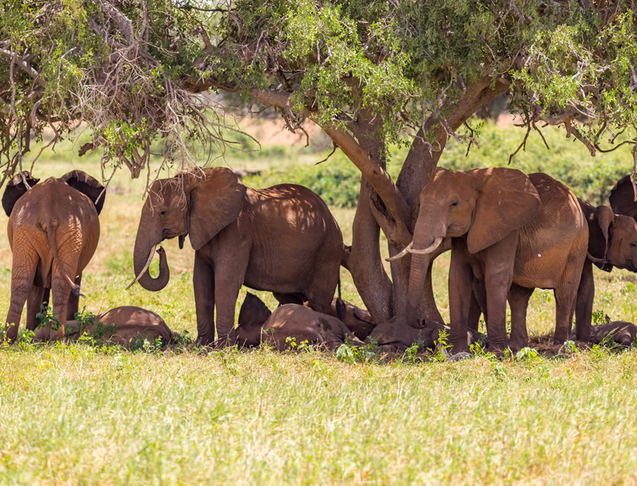 3 Days Tsavo West and Tsavo East1