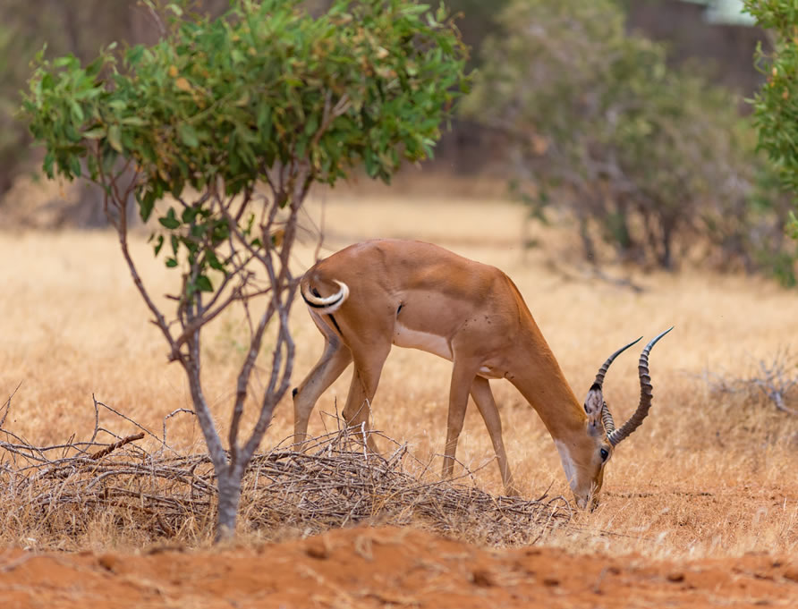 3 Days Tsavo West and Tsavo East6