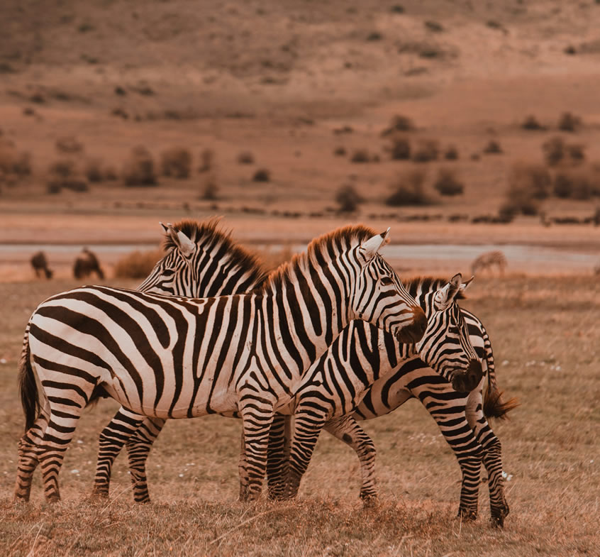 3 days L.Manyara, Ngorongoro, and Tarangile National park1