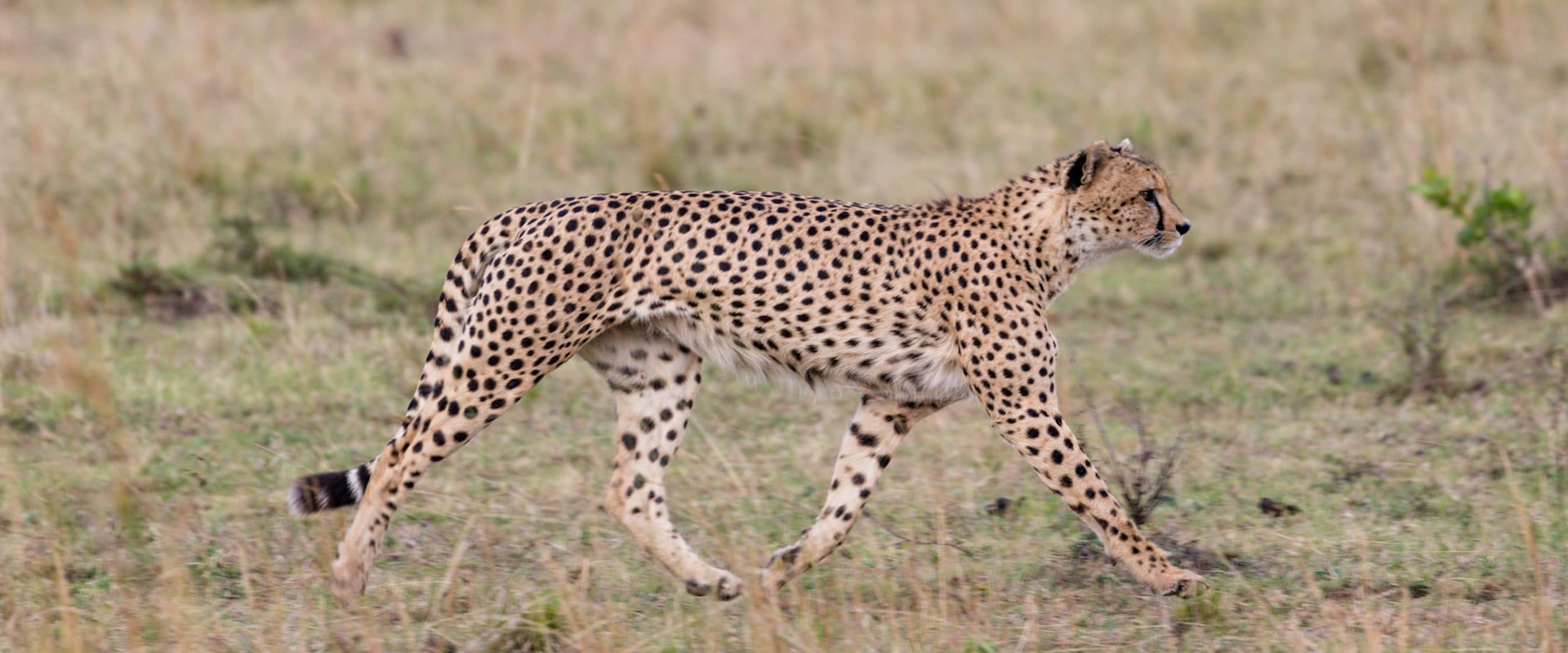 4 Days Masai Mara National Park and Lake Naivasha _1