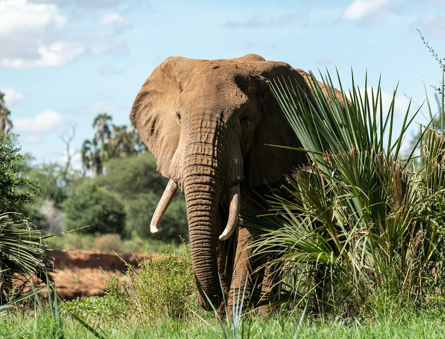 4 Days Samburu and Lake Nakuru National Park