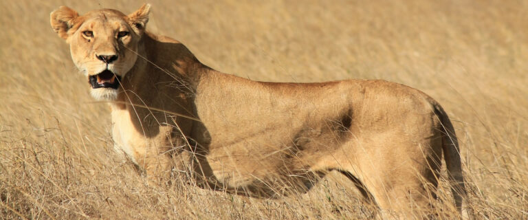 6 Days Safari Lake Manyara , Serengeti Plains, Ngorogoro Crater and Tarangire National Park