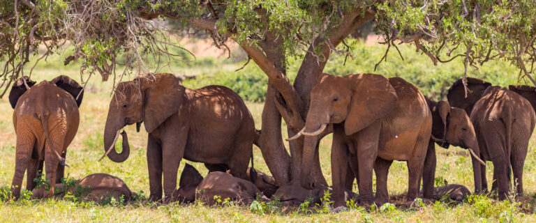 6 Days Tsavo East, Amboseli, Tsavo West and Taita Hills Saltlick