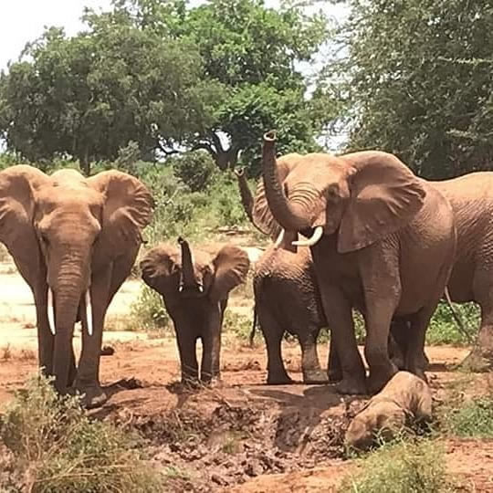 7 Days Taita Hills Game Sanctuary, Tsavo East, Tsavo West, Amboseli and Ziwani conservancy