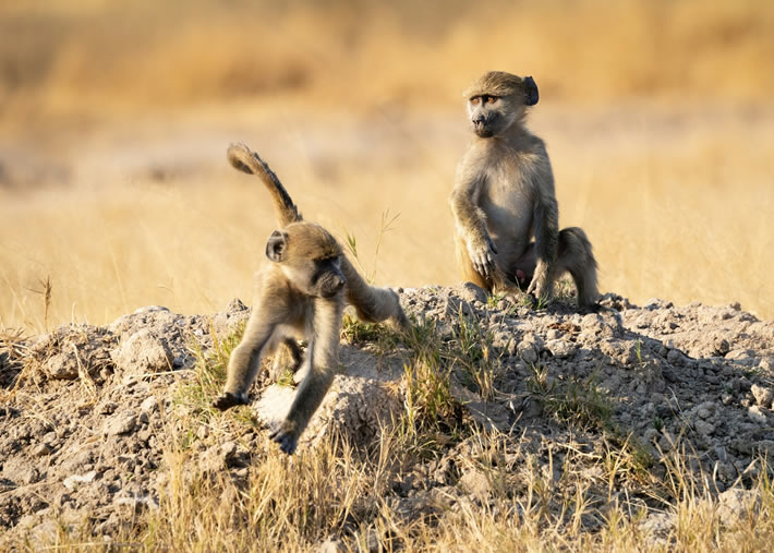 Hwange National Park_3