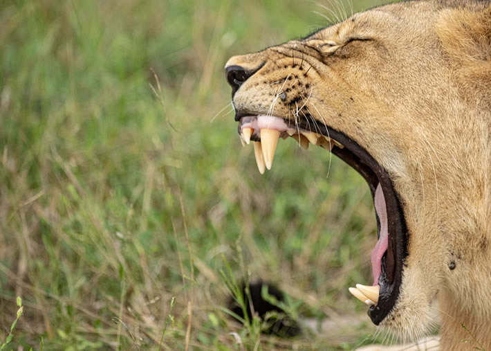 Mana pools National park