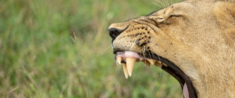 Mana pools National park_1