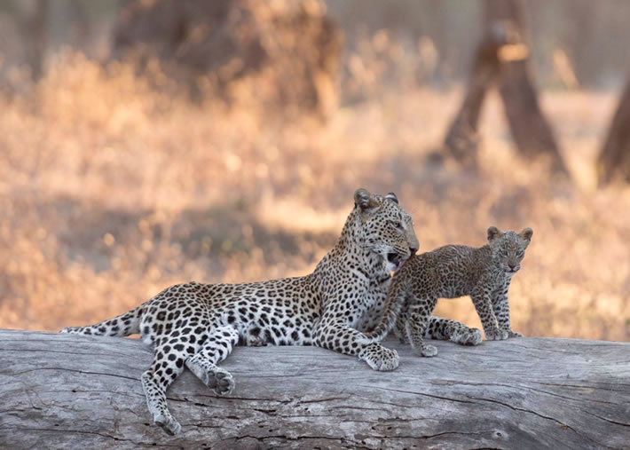 Zambezi National Park_1