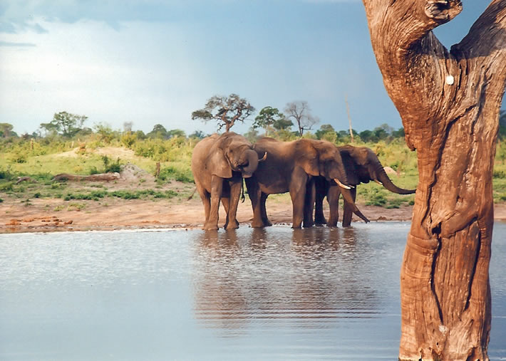 Zambezi National Park_3