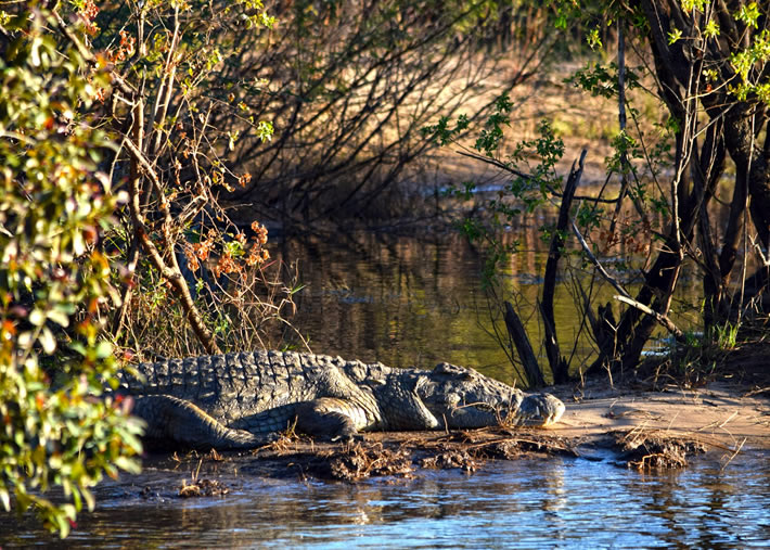 Zambezi National Park_4