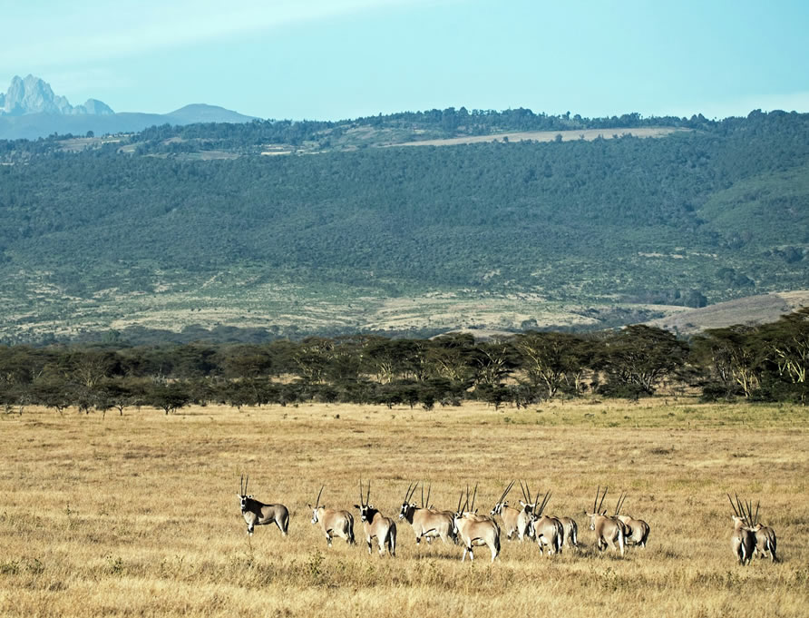 mt kenya3