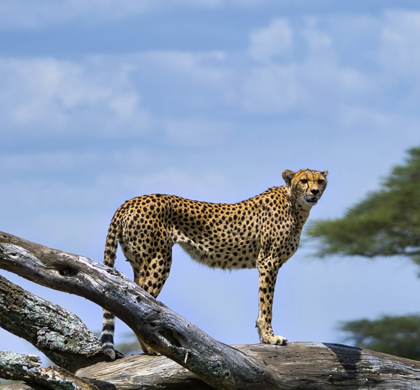 serengeti_2