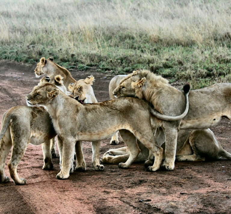 serengeti_3